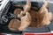 2023 Audi A5 45 S line Premium Plus quattro